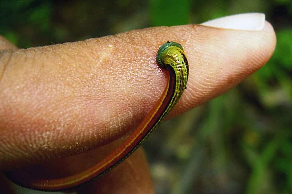 How to protect yourself from leeches while trekking