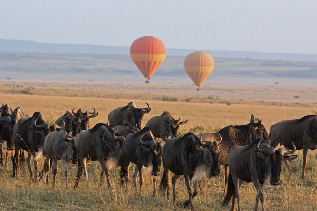 great migration at serengeti