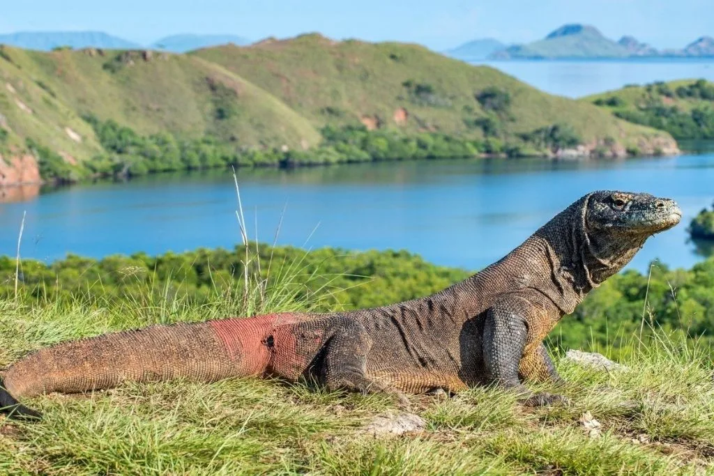 komodo national park