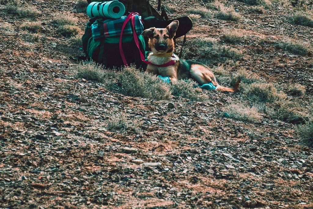 short trips for dogs