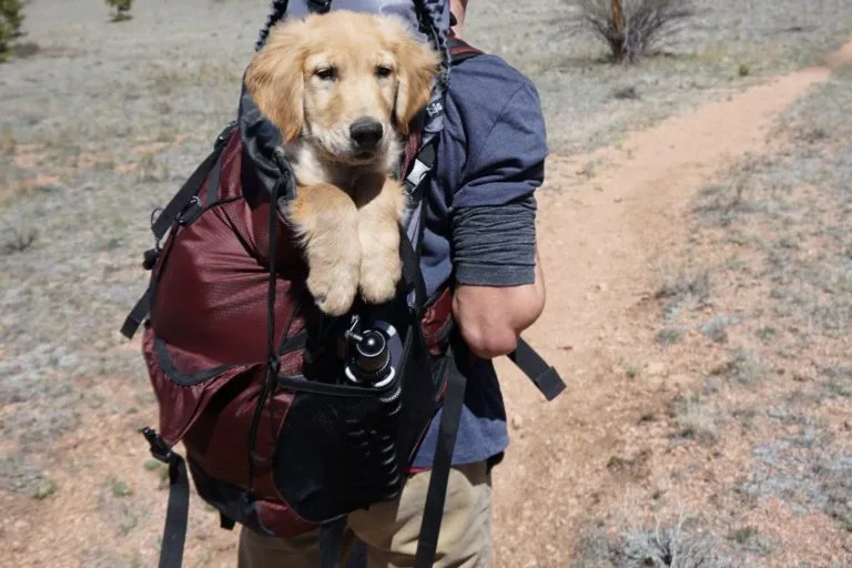 traveling with dogs