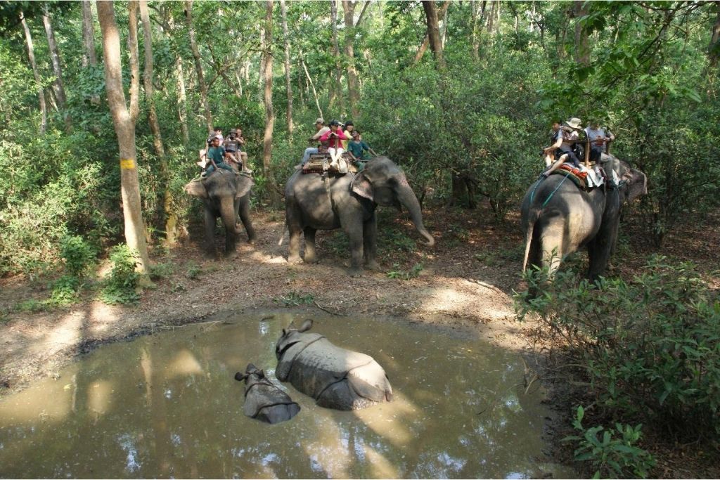 Elephant Jungle Safari in Chitwan