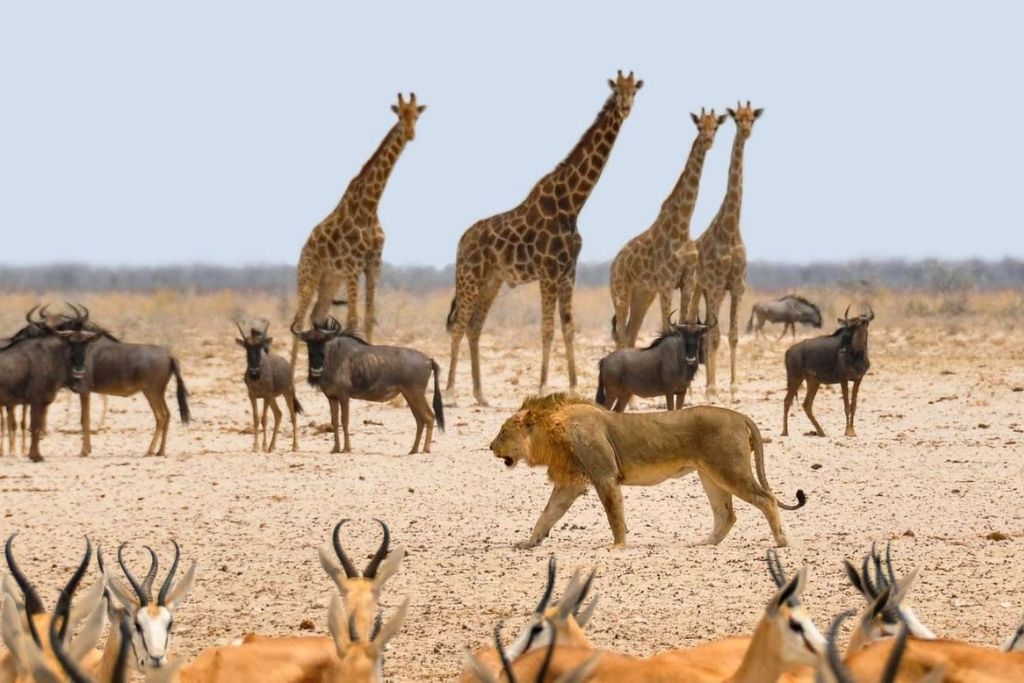 best national parks in the world: etosha national park