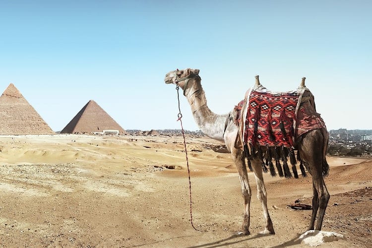 Camel ride to the great pyramid of Giza