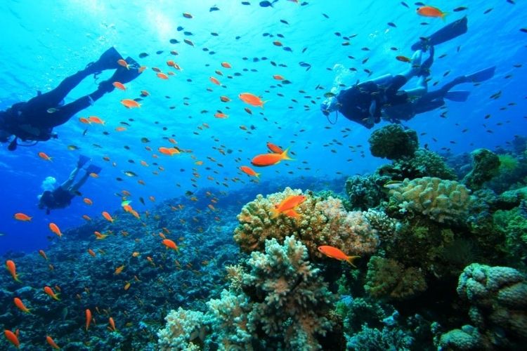 scuba diving in South Africa