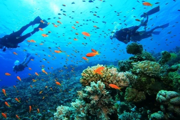 scuba diving in South Africa