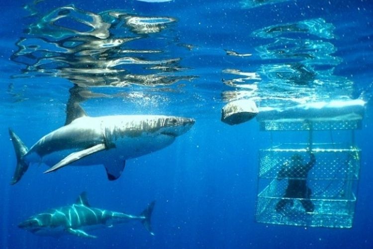 shark cage diving